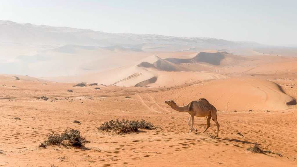 a camel walking through wahiba sands in oman - Singapore passport visa-free countries