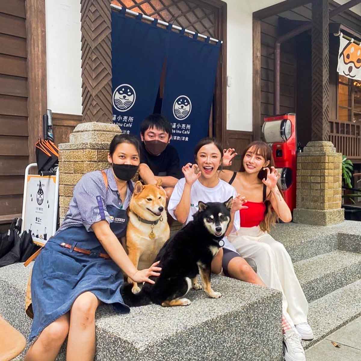 Resident Shiba Inus at Shiba Inu Cafe - Taiwan Itinerary