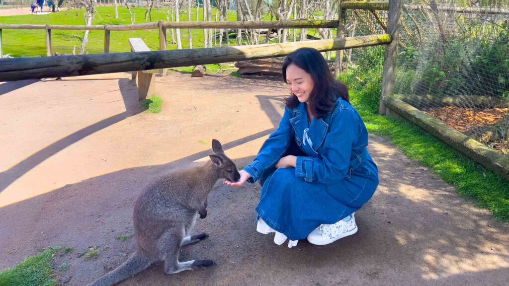 Girl feeding kangaroo at Moonlit Sanctuary – Things to do in Melbourne winter