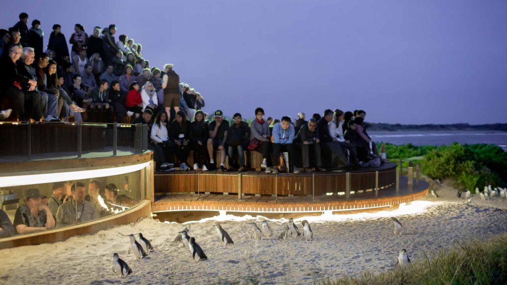 Penguin Parade on Phillip Island - Things to do in Melbourne Winter