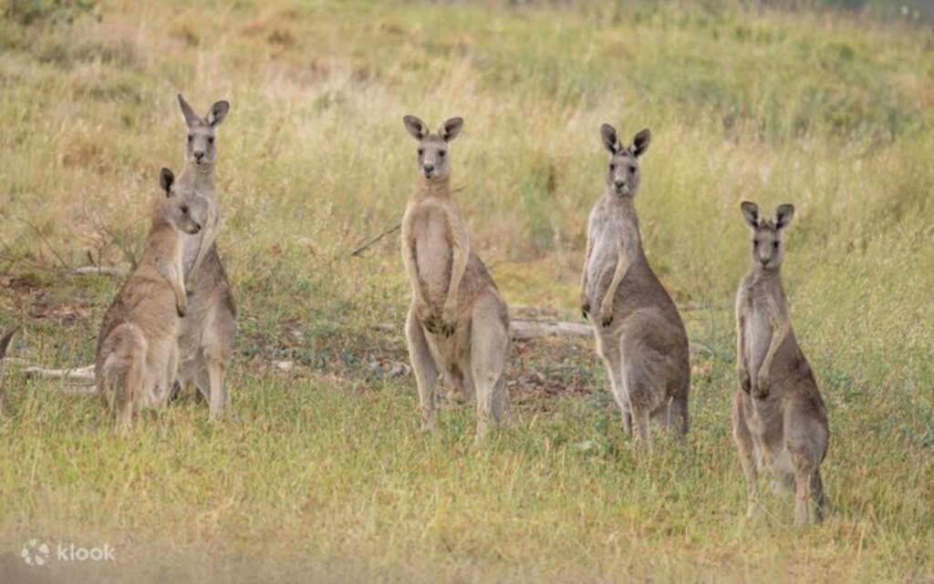 kangaroo at Yarra Valley – Things to do in Melbourne winter