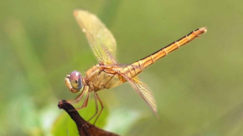 Dragonfly land on stem at Bishan-Ang Mo Kio Park - Things To Do At Ang Mo Kio