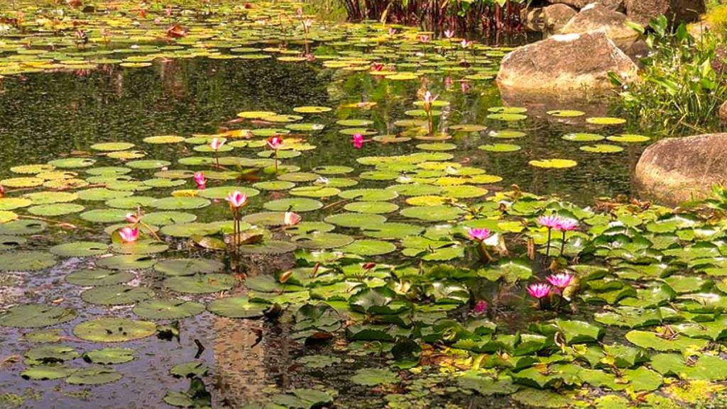 Waterlilies on Lotus Pond Bishan-Ang Mo Kio Park - Things To Do At Ang Mo Kio Park