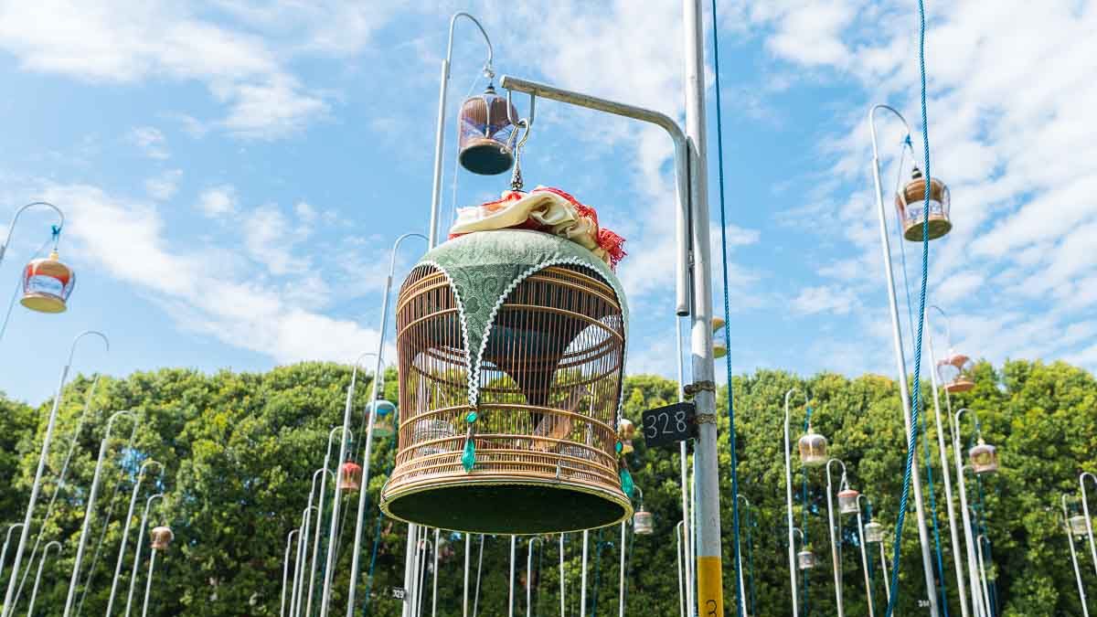 Close-up of bird in cage at Kebun Baru Birdsinging Club - Budget-friendly Ang Mo Kio