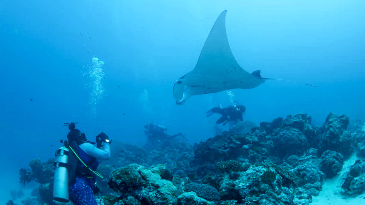 German Channel Manta Ray - Flight to Palau