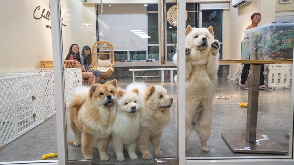 Chow Chows at Glass Door - Cafes in Johor Bahru
