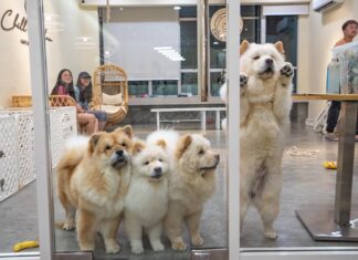 Chow Chows at Glass Door - JB Itinerary