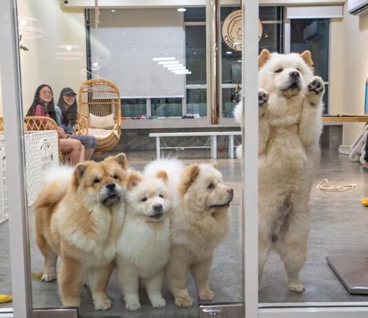 Chow Chows at Glass Door - JB Itinerary