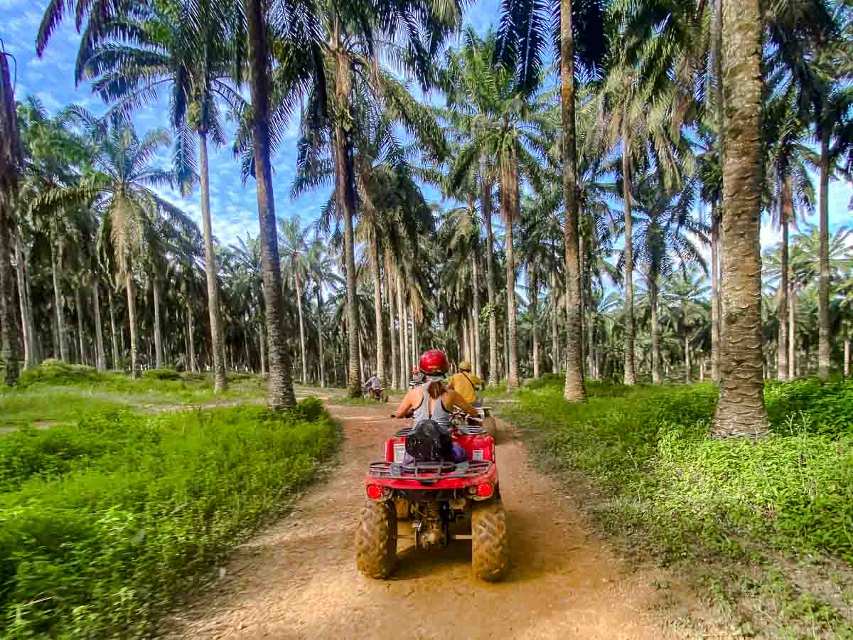 Riding through the forest on an ATV in JB - Mount Austin Guide