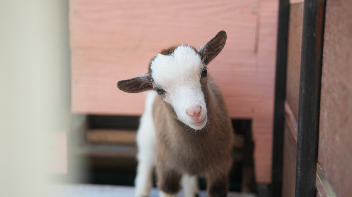 Baby Goat in The Lamp Lamphun - Things to Do in Lamphun
