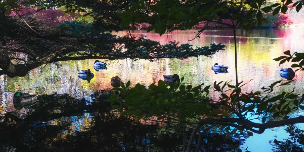 Ducks at Kumobe Pond - Ghibli-inspired hidden gems