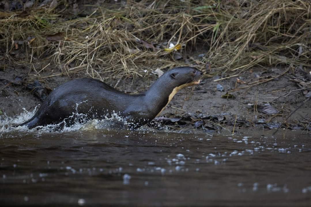 Otter in the amazon river