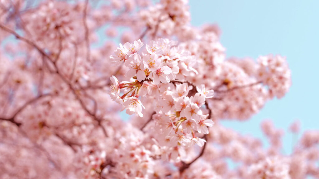 Japan Cherry Blossom Sakura Closeup - Cherry Blossom Japan