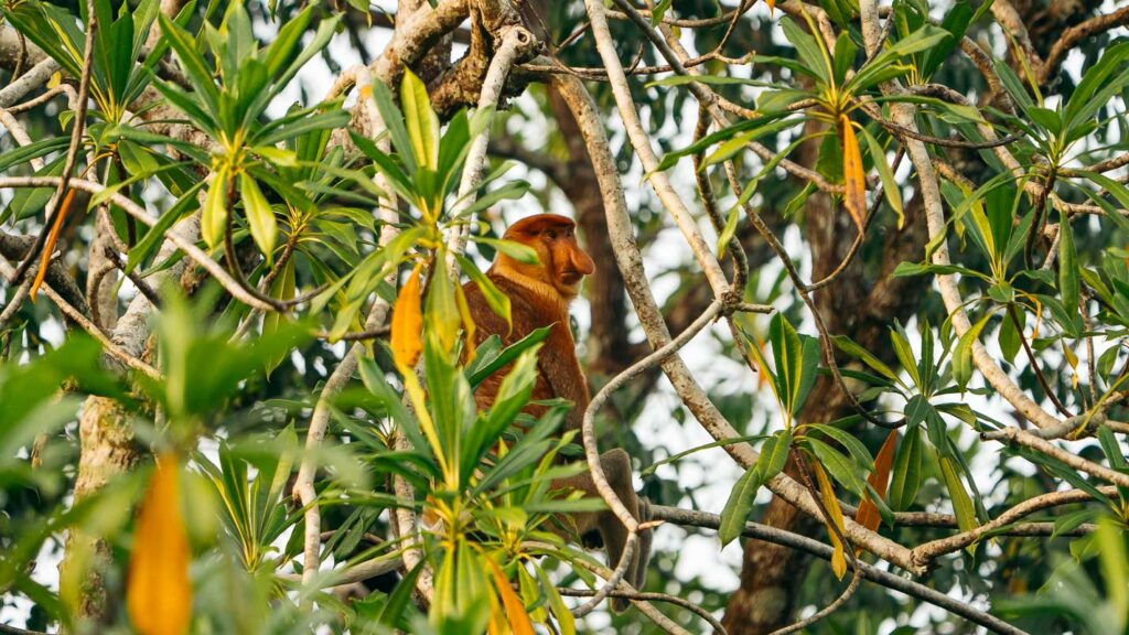 Kilas Wetland Proboscis Monkeys Male - Best Things to do in Kota Kinabalu