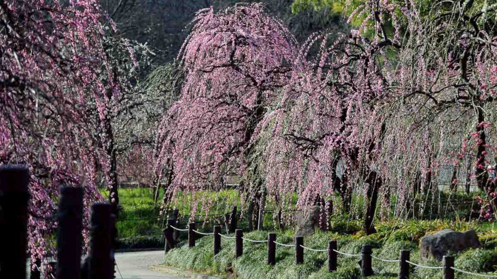 Nagoya Weeping Plum Tree Festival Cherry Blossom - Cherry Blossom Japan 2024