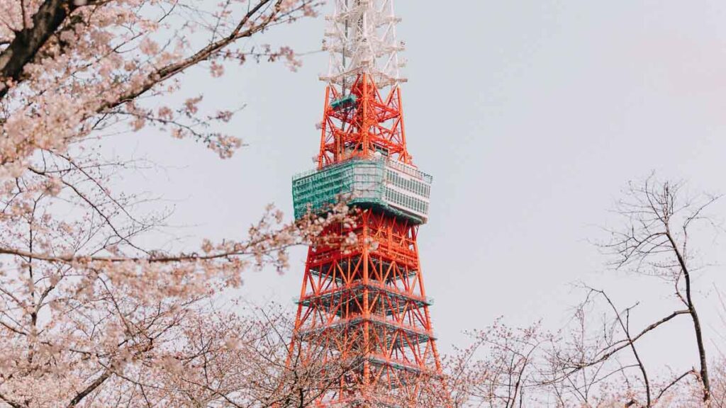 Tokyo Tower Cherry Blossom - Cherry Blossom Japan