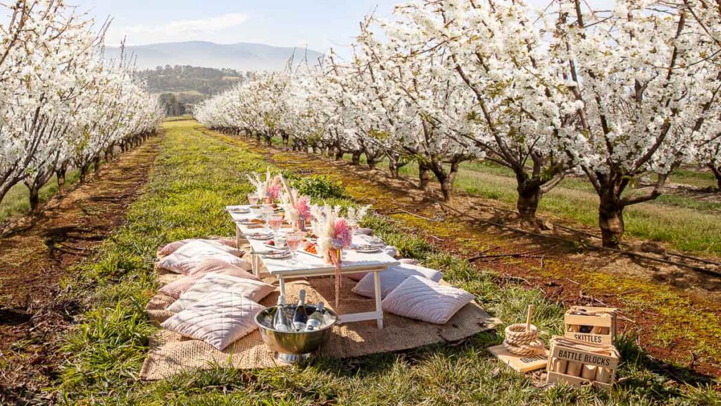 Picnic at CherryHill Orchards - Cherry Blossoms Guide