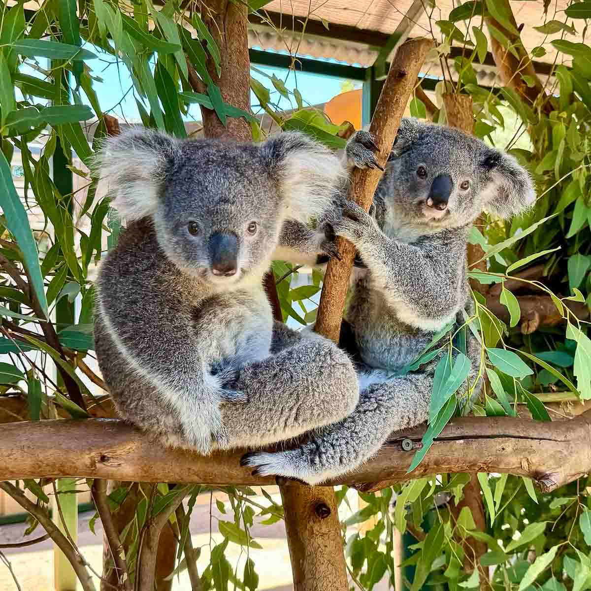 Koalas at Caversham Wildlife Park in Perth - Things to do in Perth