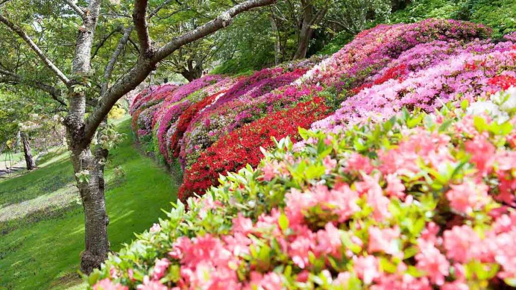 Colourful Flowers in Leura - Cherry Blossoms Guide