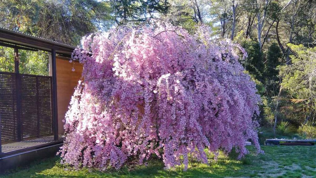 Cherry Blossom Tree -  Sakura Viewing Outside Japan