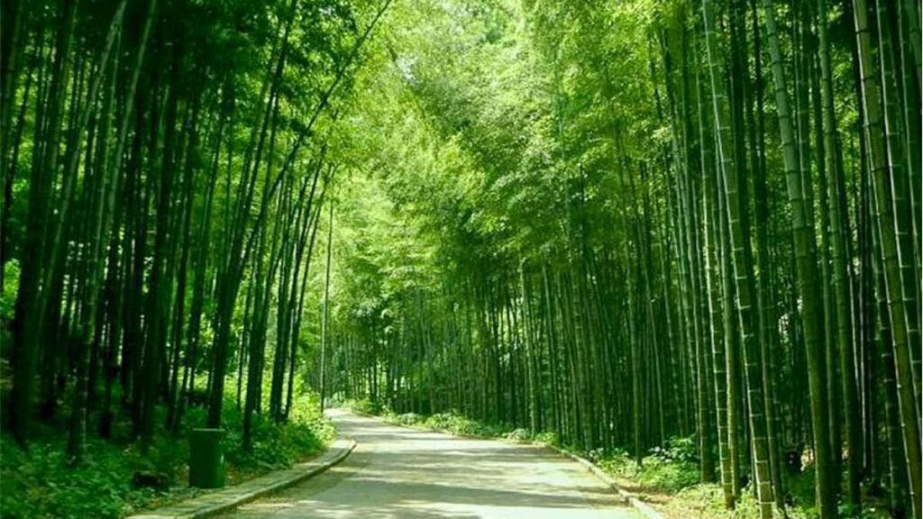 Yixing Bamboo Sea Scenic Spot in Wuxi China - Things to do in Wuxi
