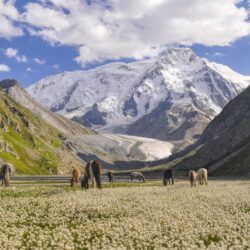 Kyrgyzstan horses community trip mountains