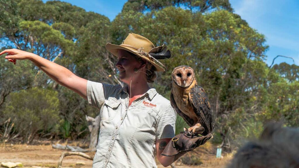Barn Owl presentation at Raptor's Domain on Kangaroo Island - Things to do in Adelaide