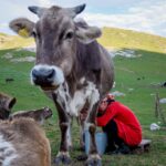 Kyrgyzstan - Yurt Homestay - milking cow