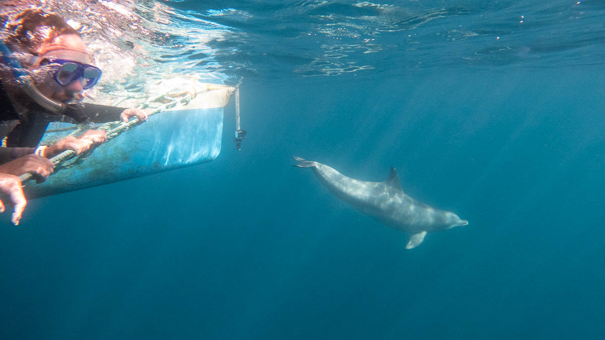 Front swim with wild dolphins - attractions in South Australia