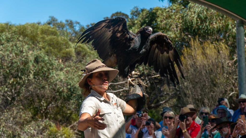 Eagle presentation at Raptor's Domain on Kangaroo Island - Things to do at Kangaroo Island