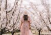 Featured - Cherry Blossom Guide