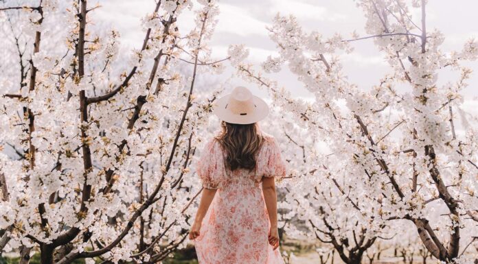 Featured - Cherry Blossom Guide