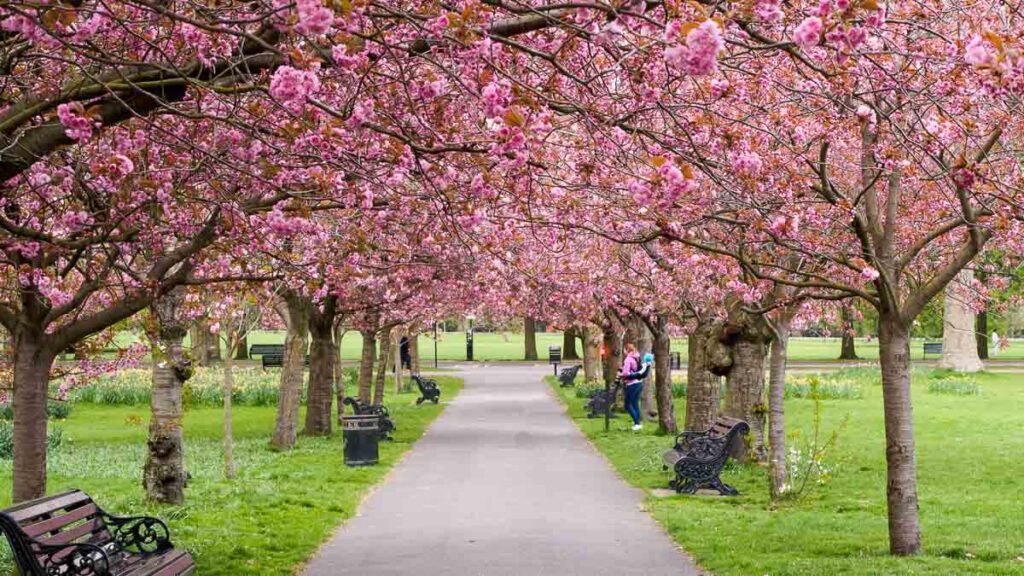 Greenwich Park - Sakura Viewing Outside Japan