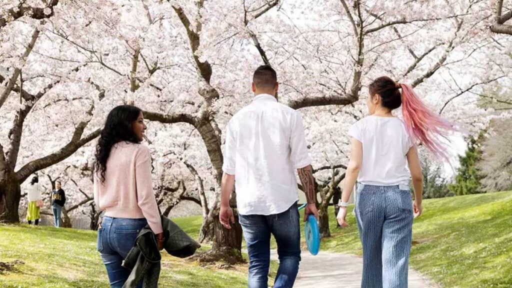 People Walking in Hagley Park North - Cherry Blossom Guide