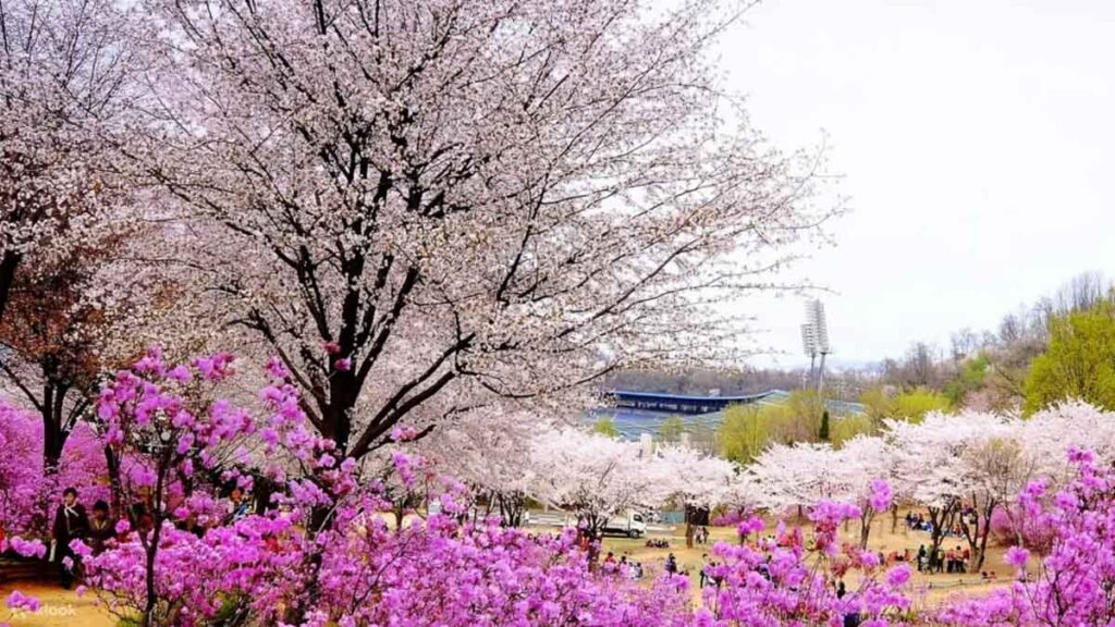 Cherry Blossom and Azalea Trees in Incheon - Cherry Blossom Guide