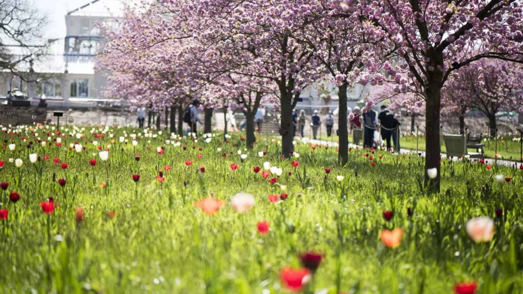 Kew Gardens - Cherry Blossom Guide
