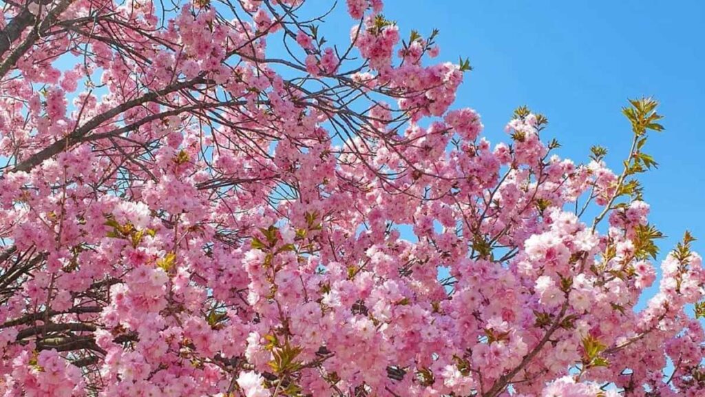 King Cherry Blossoms in Korea - Sakura Viewing Outside Japan