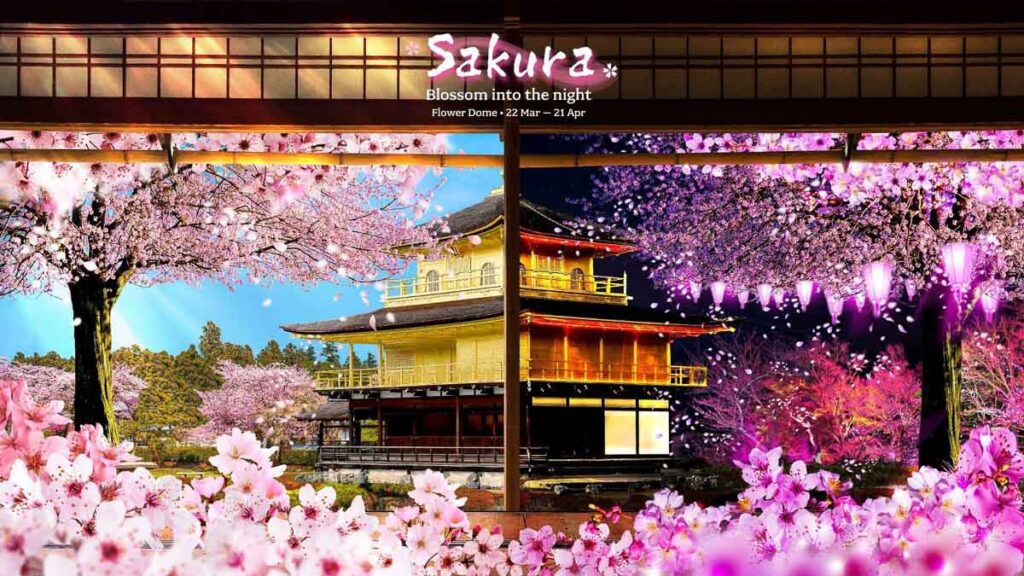 Sakura Festival Singapore - Cherry Blossom Guide