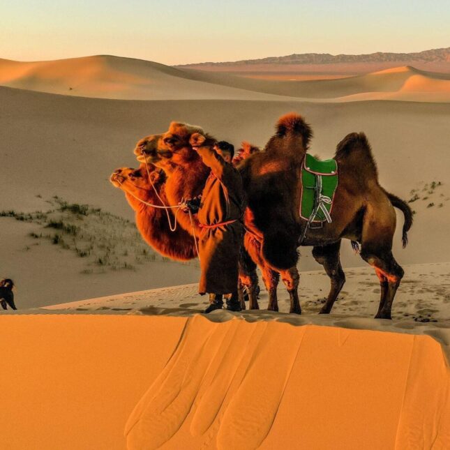Camels on the sand dune in mongolia