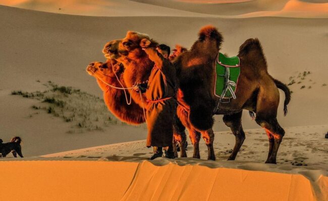Camels on the sand dune in mongolia