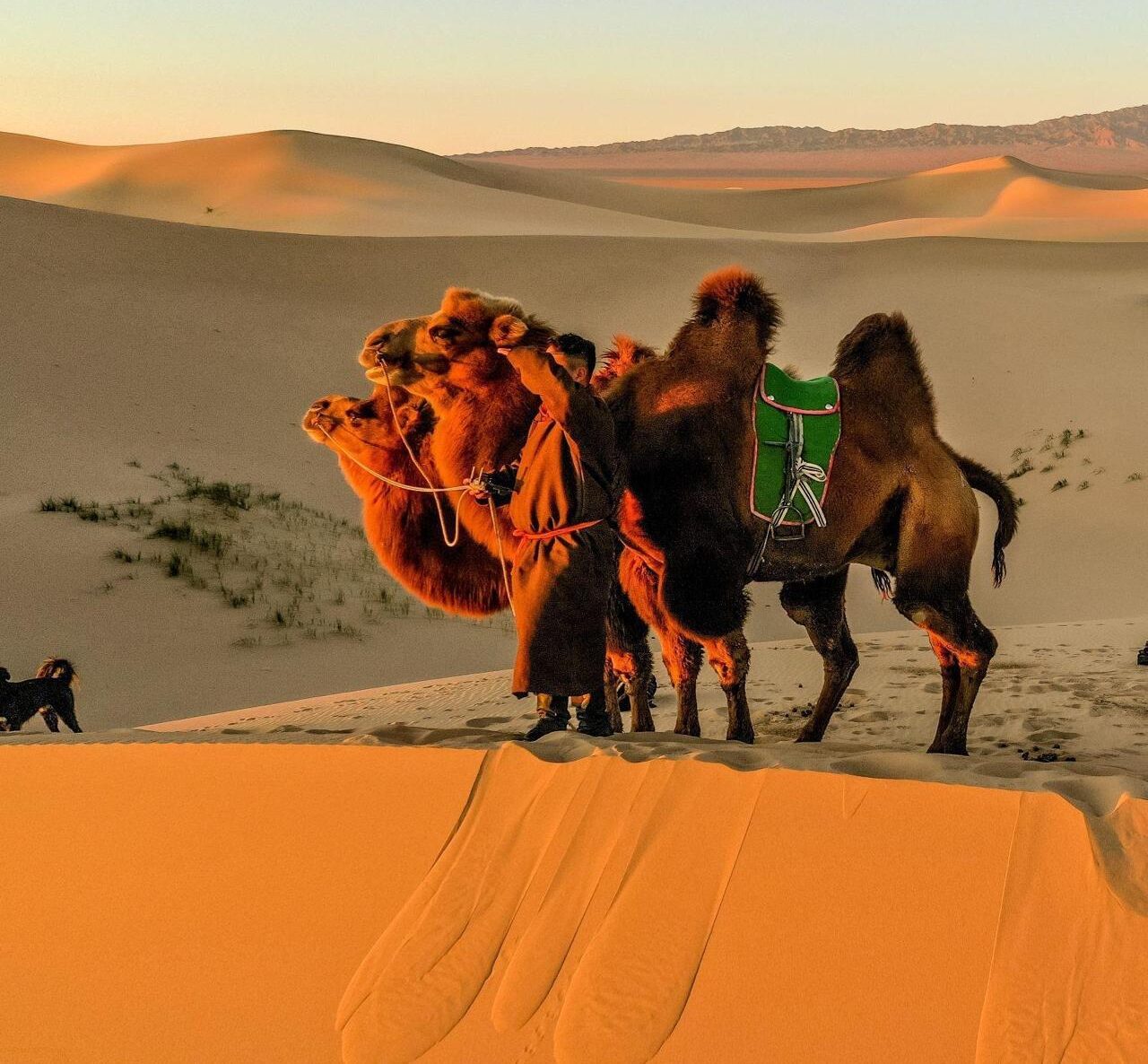 Camels on the sand dune in mongolia