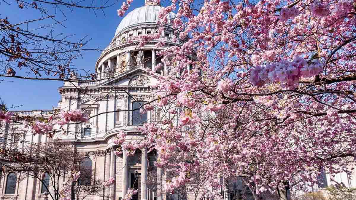 St Paul Cathedral - Cherry Blossom Guide