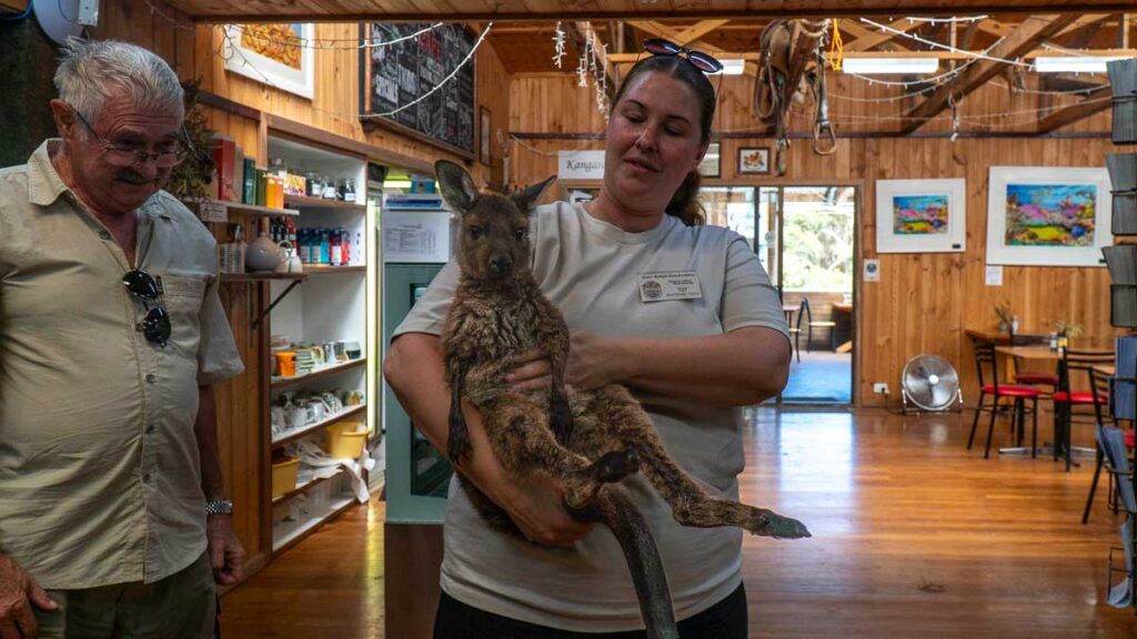 Star, the rescued baby Joey at Emu Ridge - Things to see at Kangaroo Island