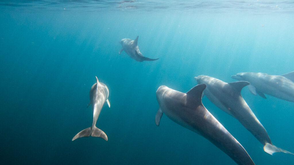 Wild Dolphins from the front of the boat - Things to do in Adelaide