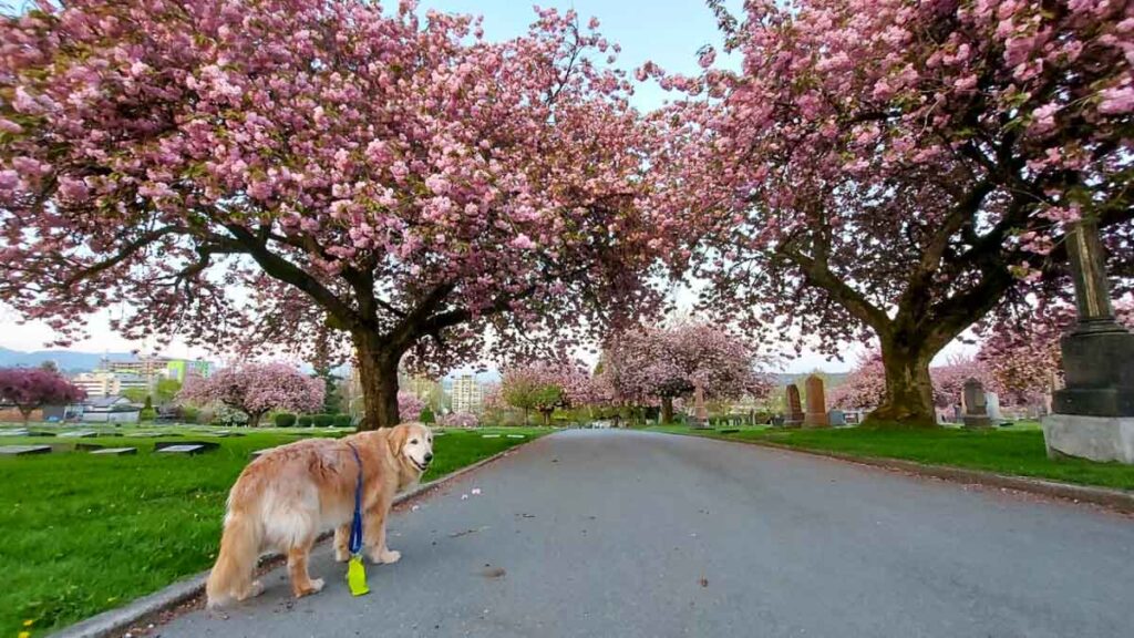 Vancouver Neighbourhood Cherry Blossoms - Sakura Viewing Outside Japan