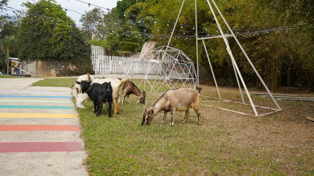Goats gazing in front of a coloured road in Saiyuen