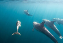 Wild Dolphins in Glenelg, South Australia
