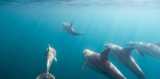 Wild Dolphins in Glenelg, South Australia