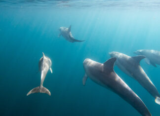 Wild Dolphins in Glenelg, South Australia