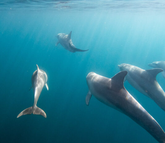 Wild Dolphins in Glenelg, South Australia